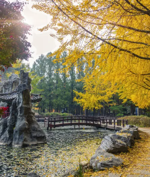 Nami Island in Autumn South Korea