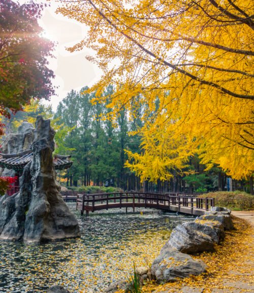 Nami Island in Autumn South Korea