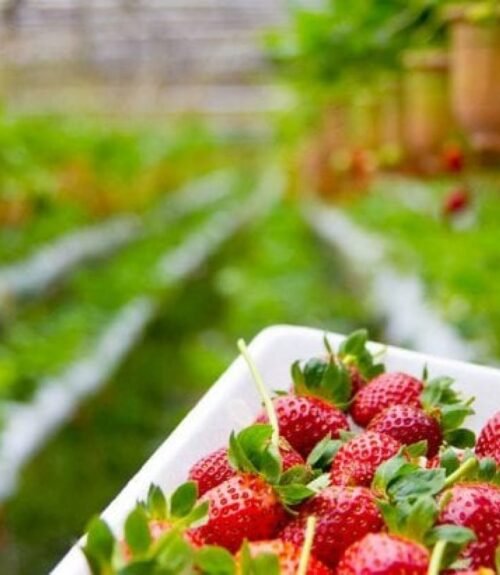 Yangsuri Strawberry Farm 2