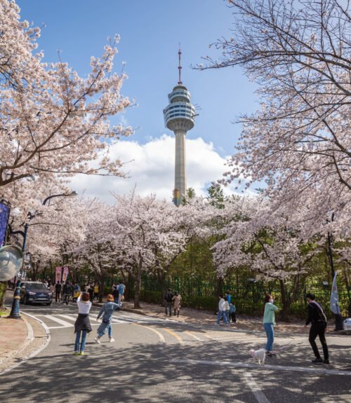 Daegu, South Korea - March 28, 2021: Cherry blossoms blooming in spring at E-World 83 Tower a popular tourist destination. in Daegu,South Korea.