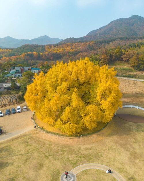wonju Bangyeri Ginko Tree